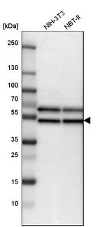 Flotillin 2 Antibody in Western Blot (WB)