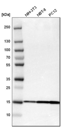 SOD1 Antibody in Western Blot (WB)