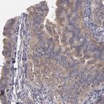NEK9 Antibody in Immunohistochemistry (Paraffin) (IHC (P))