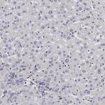NEK9 Antibody in Immunohistochemistry (Paraffin) (IHC (P))