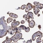 NEK9 Antibody in Immunohistochemistry (Paraffin) (IHC (P))