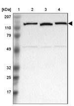 NEK9 Antibody in Western Blot (WB)