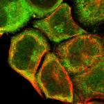 FADD Polyclonal Antibody