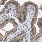 FADD Antibody in Immunohistochemistry (Paraffin) (IHC (P))