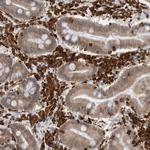 SHP-1 Antibody in Immunohistochemistry (Paraffin) (IHC (P))