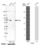 SHP-1 Antibody in Western Blot (WB)