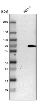 SHP-1 Antibody in Western Blot (WB)