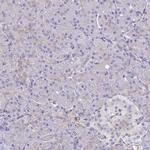 STX7 Antibody in Immunohistochemistry (Paraffin) (IHC (P))