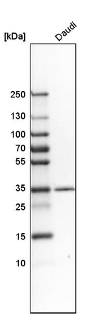 STX7 Antibody in Western Blot (WB)