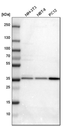 STX7 Antibody in Western Blot (WB)