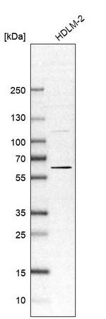 OASL Antibody in Western Blot (WB)