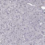 GPR64 Antibody in Immunohistochemistry (Paraffin) (IHC (P))