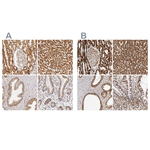 ATP Synthase beta Antibody in Immunohistochemistry (Paraffin) (IHC (P))