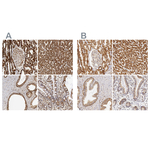 ATP Synthase beta Antibody in Immunohistochemistry (Paraffin) (IHC (P))