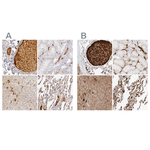 C4BPA Polyclonal Antibody