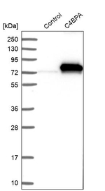 C4BPA Antibody in Western Blot (WB)