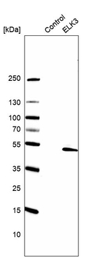 ELK3 Antibody in Western Blot (WB)