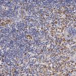 TLR8 Antibody in Immunohistochemistry (Paraffin) (IHC (P))