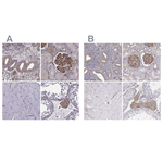 MYH9 Antibody in Immunohistochemistry (Paraffin) (IHC (P))