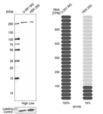 MYH9 Antibody in Western Blot (WB)