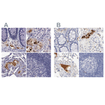 Apolipoprotein H Antibody in Immunohistochemistry (Paraffin) (IHC (P))