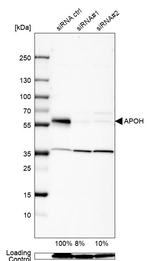 Apolipoprotein H Antibody in Western Blot (WB)