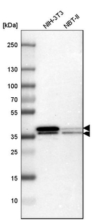 hnRNP A2B1 Antibody in Western Blot (WB)