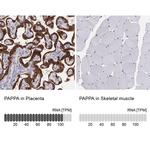 PAPPA Antibody