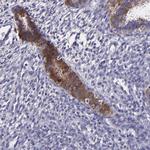 PAPPA Antibody in Immunohistochemistry (Paraffin) (IHC (P))