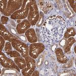 PAPPA Antibody in Immunohistochemistry (Paraffin) (IHC (P))