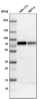 SOX9 Antibody in Western Blot (WB)