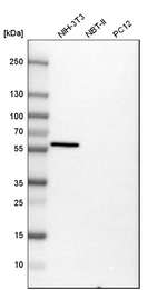 Vimentin Antibody in Western Blot (WB)