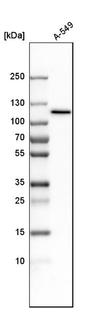 MYO1C Antibody in Western Blot (WB)
