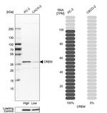 CREM Antibody