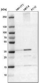 CREM Antibody in Western Blot (WB)