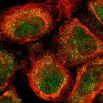 AF9 Polyclonal Antibody