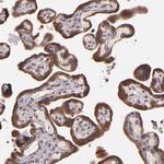 SHC Antibody in Immunohistochemistry (Paraffin) (IHC (P))