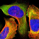 IRF9 Polyclonal Antibody