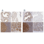 PKC delta Antibody in Immunohistochemistry (Paraffin) (IHC (P))