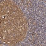 PKC delta Antibody in Immunohistochemistry (Paraffin) (IHC (P))