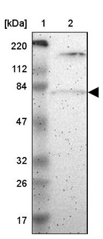 PKC delta Antibody in Western Blot (WB)