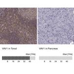 VAV1 Antibody