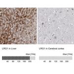 LRG1 Antibody