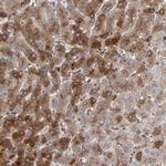 LRG1 Antibody in Immunohistochemistry (Paraffin) (IHC (P))