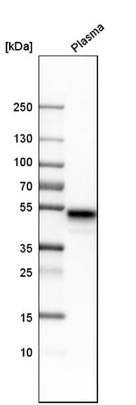 LRG1 Antibody in Western Blot (WB)