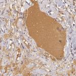 LRG1 Antibody in Immunohistochemistry (Paraffin) (IHC (P))