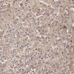 LRG1 Antibody in Immunohistochemistry (Paraffin) (IHC (P))