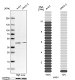 LRG1 Antibody in Western Blot (WB)