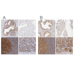 PKC delta Antibody in Immunohistochemistry (Paraffin) (IHC (P))