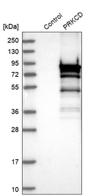 PKC delta Antibody in Western Blot (WB)